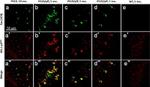 Phospho-IRS1 (Ser616) Antibody in Immunohistochemistry (Paraffin) (IHC (P))