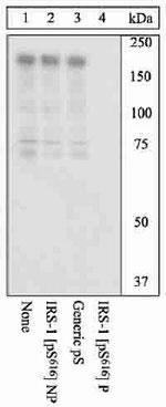 Phospho-IRS1 (Ser616) Antibody in Western Blot (WB)