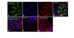 Phospho-SHP2 (Tyr542) Antibody in Immunocytochemistry (ICC/IF)