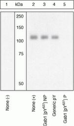 Phospho-GAB1 (Tyr627) Antibody in Western Blot (WB)