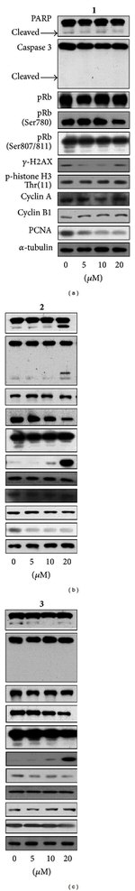 Phospho-Rb (Thr821) Antibody in Western Blot (WB)