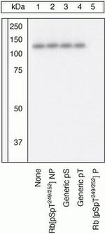 Phospho-Rb (Ser249, Thr252) Antibody in Western Blot (WB)