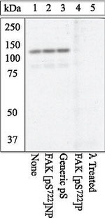 Phospho-FAK (Ser722) Antibody in Western Blot (WB)