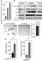 Phospho-FAK (Ser910) Antibody in Western Blot (WB)