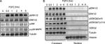 Phospho-GSK3B (Tyr216, Tyr279) Antibody in Western Blot (WB)