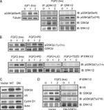 Phospho-GSK3B (Tyr216, Tyr279) Antibody in Western Blot (WB)