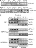 Phospho-GSK3B (Tyr216, Tyr279) Antibody in Western Blot (WB)