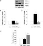 GSK3 alpha/beta Antibody in Western Blot (WB)