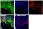 GSK3 alpha/beta Antibody in Immunocytochemistry (ICC/IF)