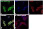 GSK3 alpha/beta Antibody in Immunocytochemistry (ICC/IF)