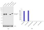 GSK3 alpha/beta Antibody