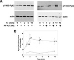 Phospho-PYK2 (Tyr402) Antibody in Western Blot (WB)