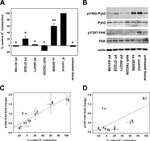 Phospho-PYK2 (Tyr402) Antibody in Western Blot (WB)