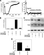 Phospho-PYK2 (Tyr402) Antibody in Western Blot (WB)