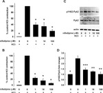 Phospho-PYK2 (Tyr402) Antibody in Western Blot (WB)