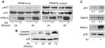 Phospho-AKT1 (Ser473) Antibody in Western Blot (WB)