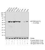 Phospho-AKT1 (Ser473) Antibody