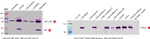 Phospho-AKT1 (Ser473) Antibody in Western Blot (WB)