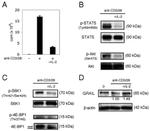 Phospho-AKT1 (Ser473) Antibody in Western Blot (WB)