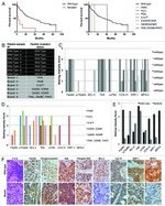 Paxillin Antibody in Immunohistochemistry (IHC)