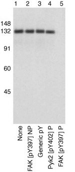 Phospho-FAK (Tyr397) Antibody in Western Blot (WB)