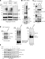 Phospho-GATA4 (Ser105) Antibody in Western Blot (WB)