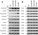 Phospho-FAK (Tyr861) Antibody in Western Blot (WB)