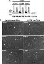 Phospho-FAK (Tyr861) Antibody in Western Blot (WB)