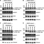 Phospho-FAK (Tyr861) Antibody in Western Blot (WB)