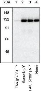 Phospho-FAK (Tyr861) Antibody in Western Blot (WB)