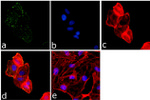 Phospho-FAK (Tyr861) Antibody in Immunocytochemistry (ICC/IF)