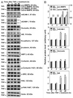 Phospho-FAK (Tyr407) Antibody in Western Blot (WB)