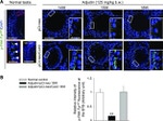 Phospho-FAK (Tyr407) Antibody in Immunohistochemistry (IHC)