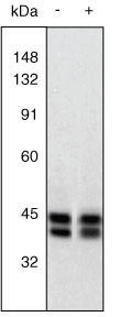 ERK1/ERK2 Antibody in Western Blot (WB)