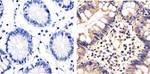 ERK1/ERK2 Antibody in Immunohistochemistry (Paraffin) (IHC (P))