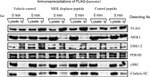 SRC Antibody in Western Blot (WB)