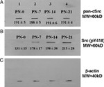 SRC Antibody in Western Blot, Immunoprecipitation (WB, IP)