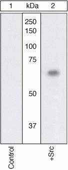 SRC Antibody in Western Blot (WB)