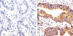 Phospho-SRC (Tyr419) Antibody in Immunohistochemistry (Paraffin) (IHC (P))