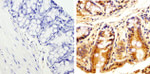 Phospho-SRC (Tyr529) Antibody in Immunohistochemistry (Paraffin) (IHC (P))