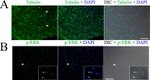 Phospho-ERK1/ERK2 (Thr185, Tyr187) Antibody in Immunocytochemistry (ICC/IF)