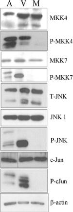 Phospho-JNK1/JNK2 (Thr183, Tyr185) Antibody in Western Blot (WB)