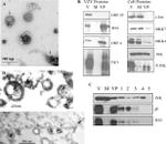 Phospho-JNK1/JNK2 (Thr183, Tyr185) Antibody in Western Blot (WB)