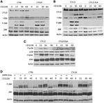 Phospho-JNK1/JNK2 (Thr183, Tyr185) Antibody in Western Blot (WB)