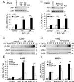 Phospho-JNK1/JNK2 (Thr183, Tyr185) Antibody in Western Blot (WB)