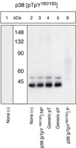 Phospho-p38 MAPK (Thr180, Tyr182) Antibody in Western Blot (WB)