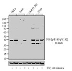 Phospho-p38 MAPK (Thr180, Tyr182) Antibody