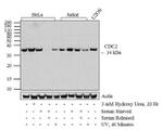 Phospho-CDK1 (Thr14, Tyr15) Antibody in Western Blot (WB)