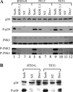 JNK1 Antibody in Western Blot (WB)