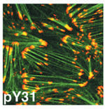 Phospho-Paxillin (Tyr31) Antibody in Immunocytochemistry (ICC/IF)